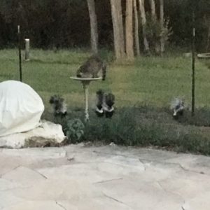 Racoon Family Dinner in Taos New Mexico by Rio Taos Lumos Center Meditation