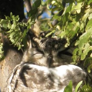 The Wisdom Body Meditation Owl Sleeping Taos New Mexico